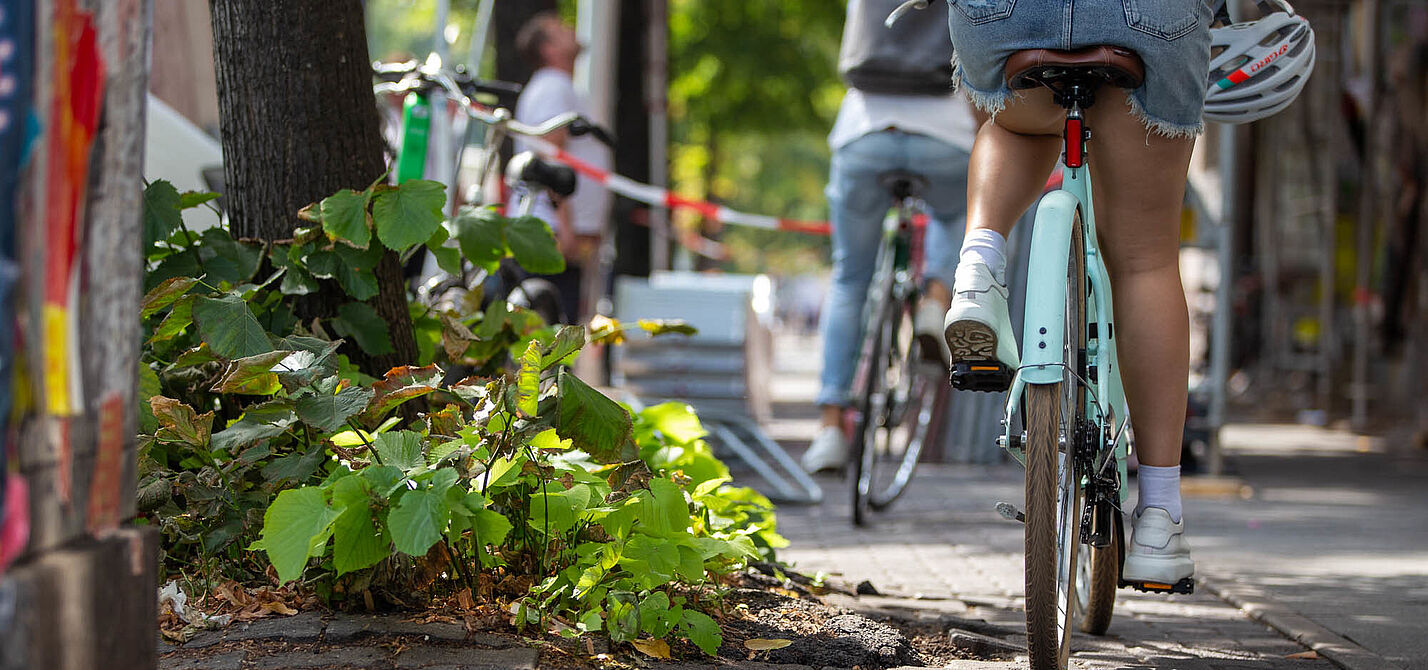 CM März Radfahrerin auf einem von Baumwurzeln aufgebrochenen Radweg